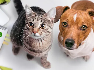 <br />
<b>Warning</b>: error_log(/var/www/vhosts/cashback.pt/dev/logs/crons/coresync/dictionary_q2026-04-15.log): Failed to open stream: No such file or directory in <b>/var/www/vhosts/shared/app_backend/dev/service_v2/CB_Orders.php</b> on line <b>969</b><br />
buy alt Comida e acessórios em ZooPlus